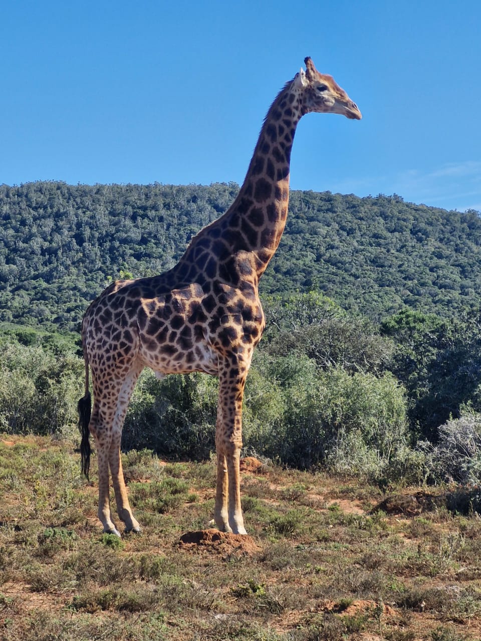 Tower of the Bushveld