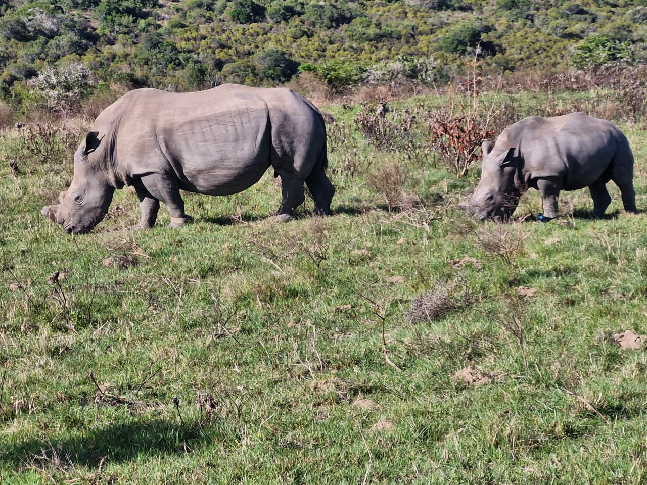Rhino & Calf