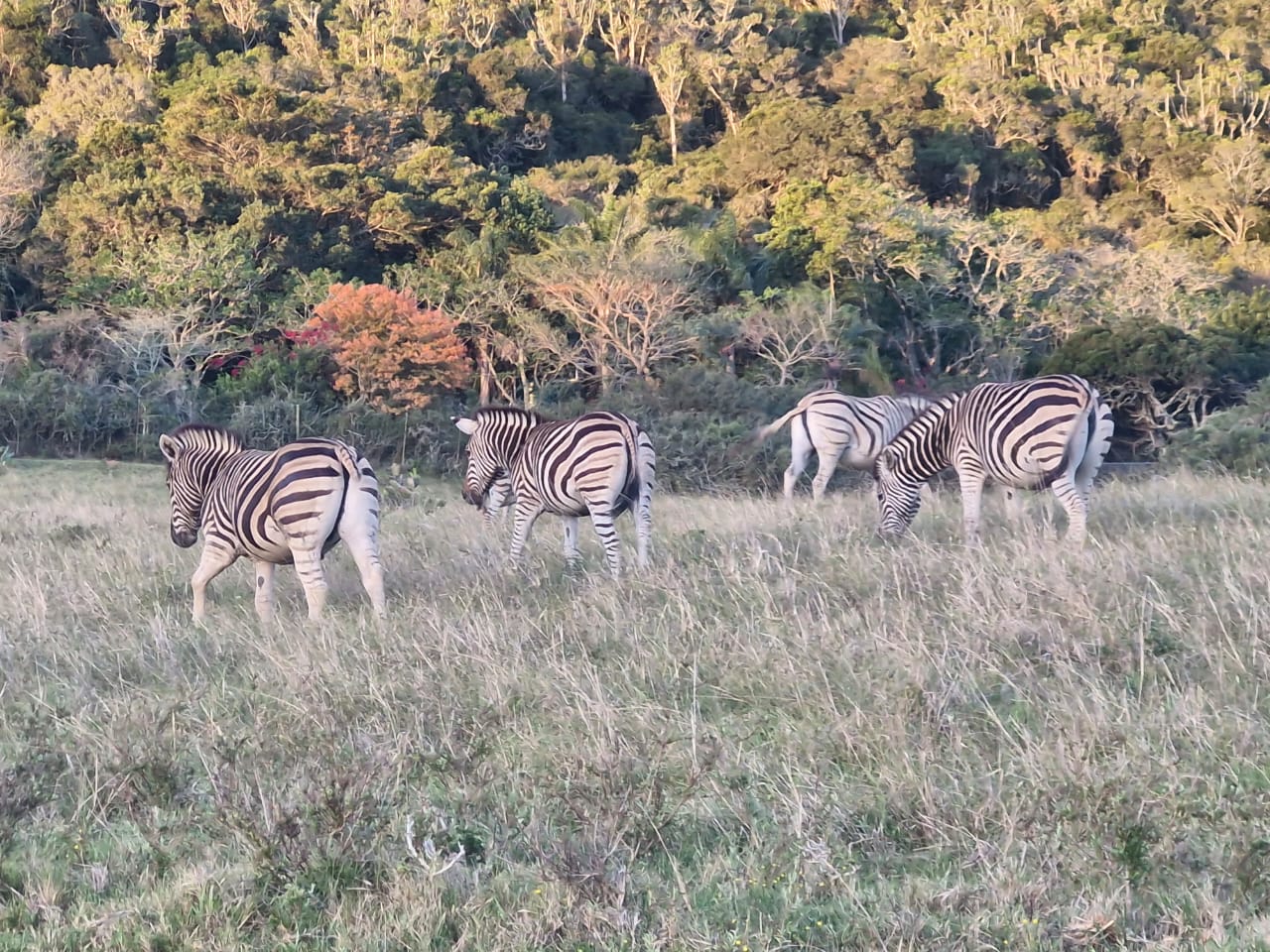 Dazzle of Zebras