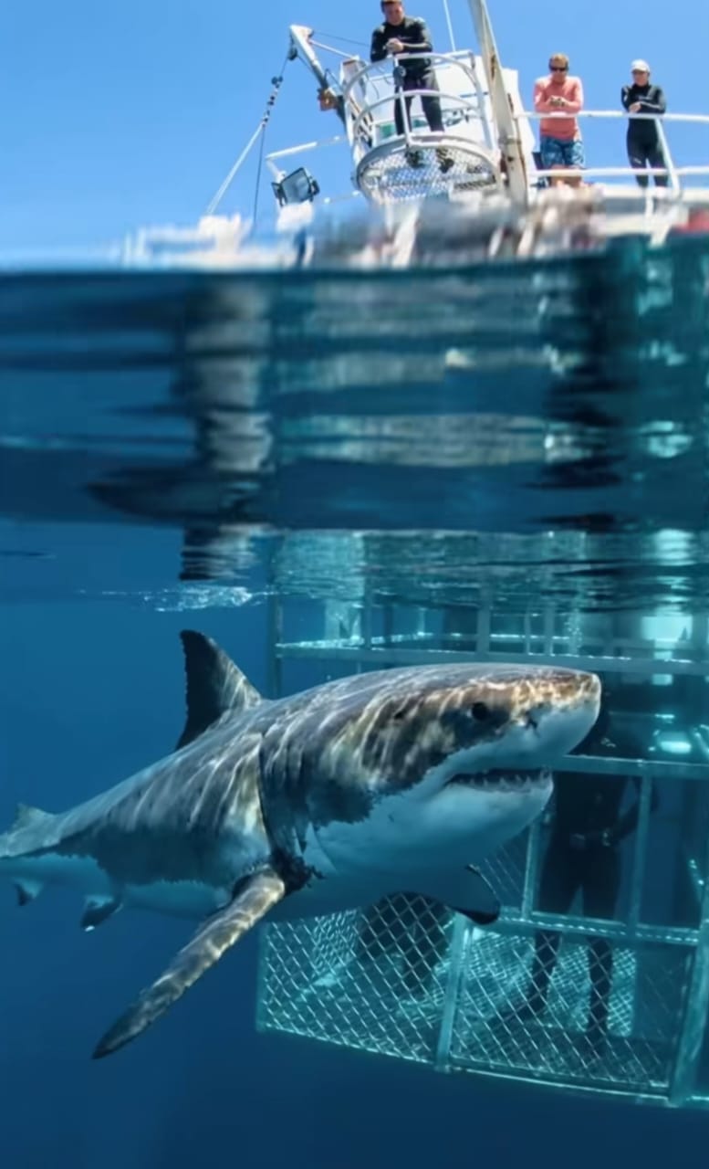 Great White Encounter